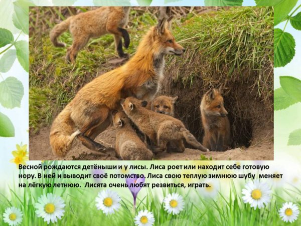 Жизнь животных весной средняя группа