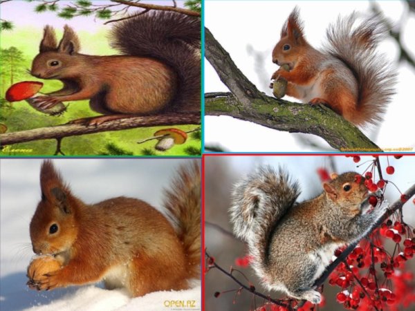 Животные которые просыпаются весной