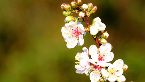 Ветка Цветущая