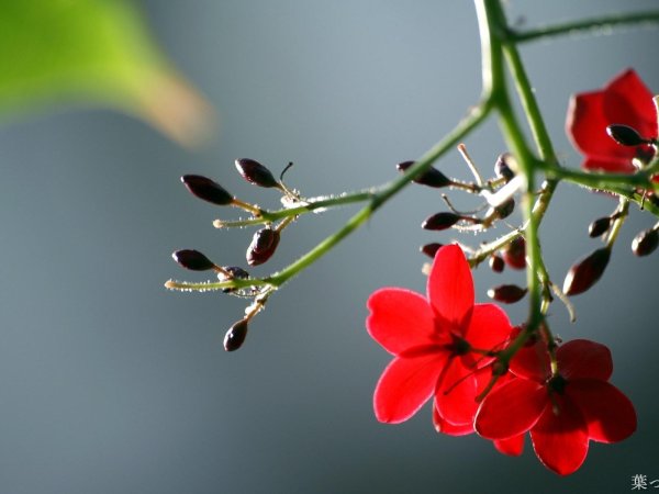 Маленькие красные цветы