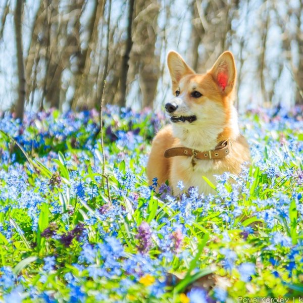 Весенний корги пемброк