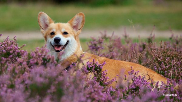 Вельш корги пемброк Эстетика в цветах