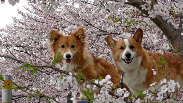 Корги Весна обои