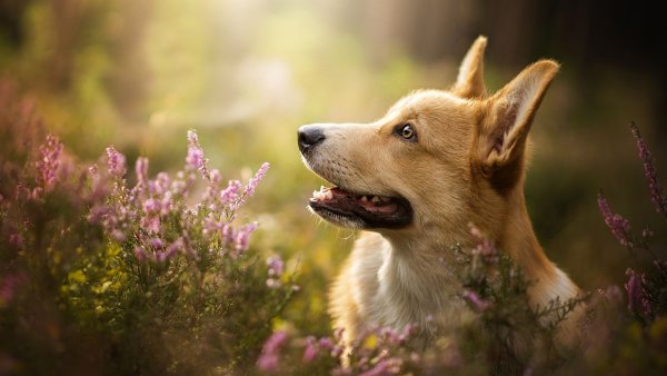 Собачка корги