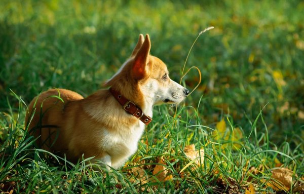 Корги на рабочий стол