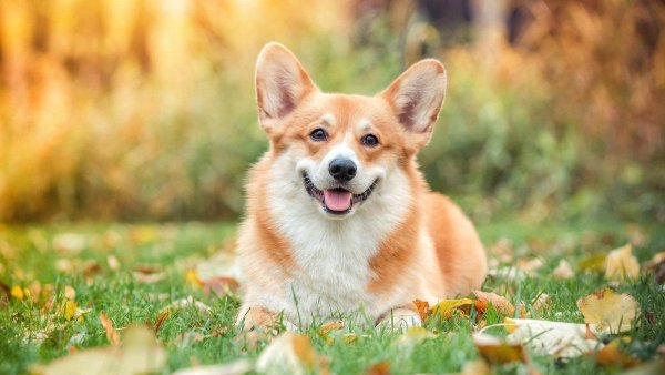 Вельш корги пемброк