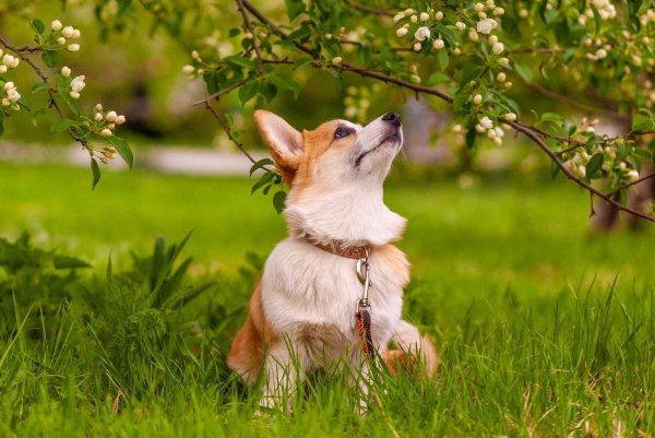 Корги на природе