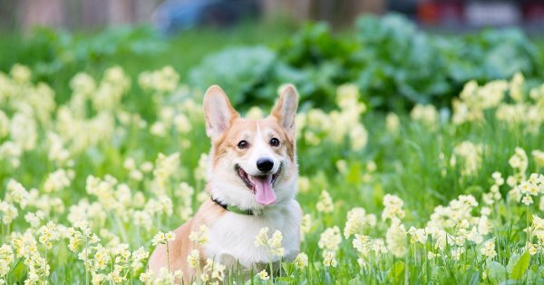 Корги на фоне цветов