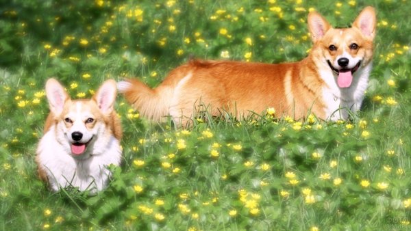 Вельш корги рыжий