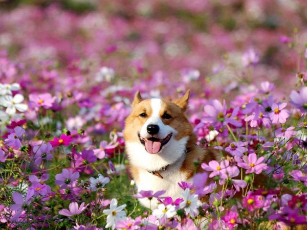 Милые собачки