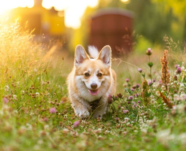 Корги на природе