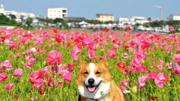 Корги и тюльпаны