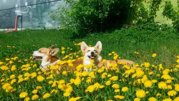 Корги на природе