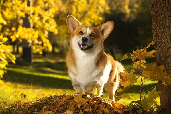 Вельш корги пемброк