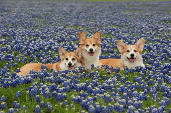 Корги в лаванде