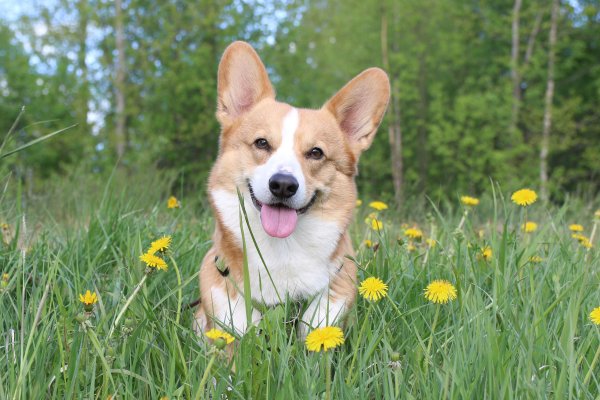 Весенний корги пемброк
