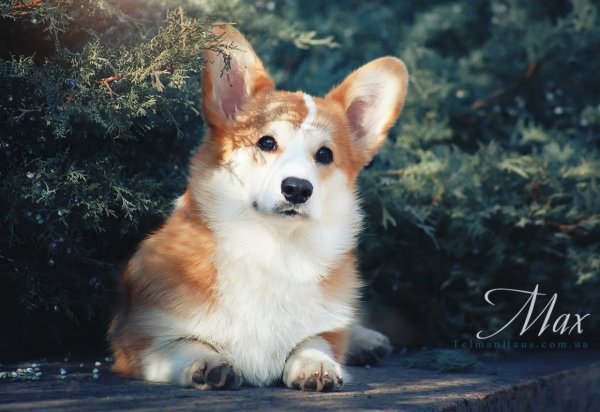 Вельш корги кардиган рыжий