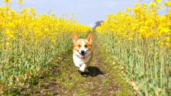 Корги гуляет