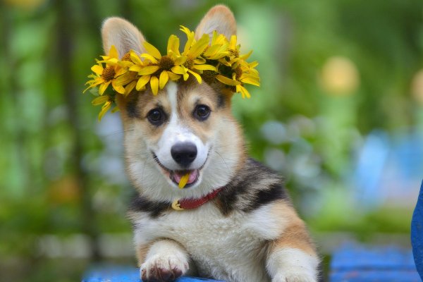 Собака в венке