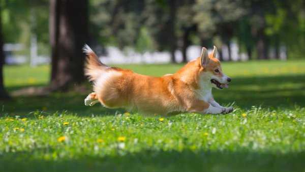 Вельш корги пемброк бежит