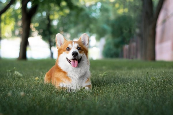 Вельш корги пемброк