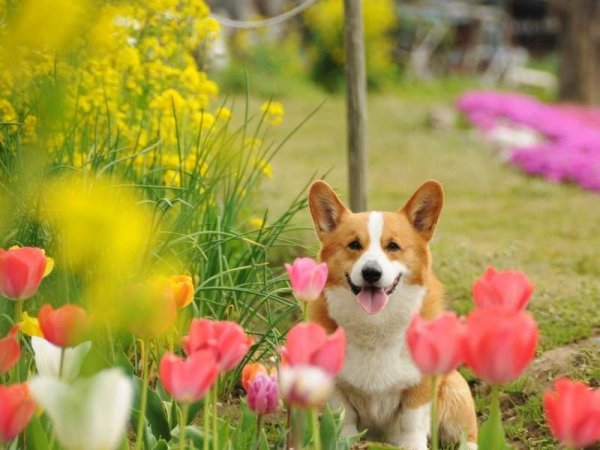 Весенний корги пемброк