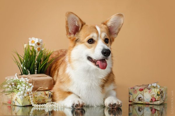 Весенний корги пемброк