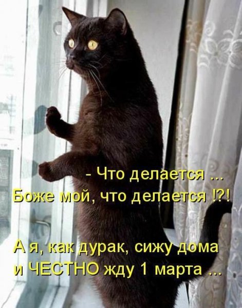 Хороший кот до марта ждать