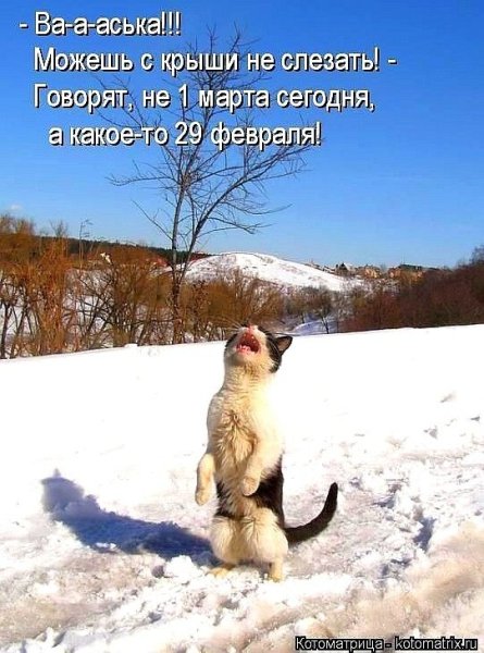 Анекдоты про мартовских котов