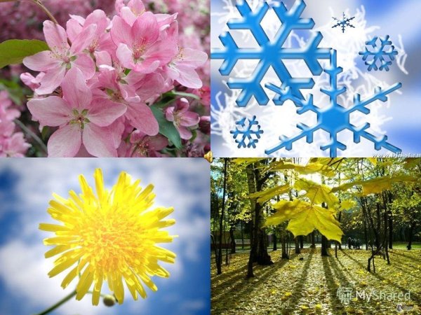 Растения зимой и летом
