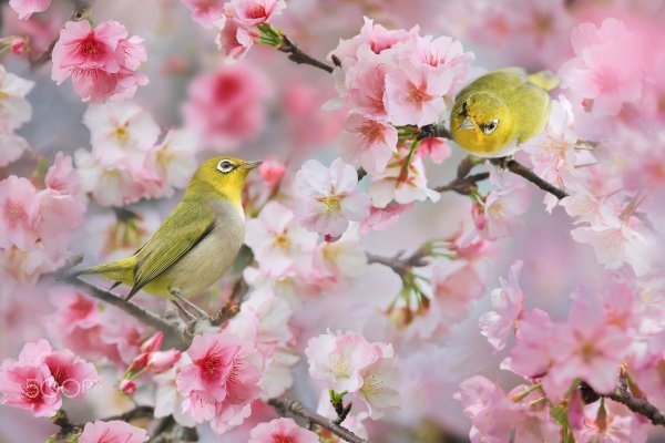 Весенняя природа вертикальные
