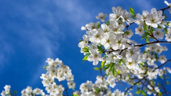 Вишни в цвету