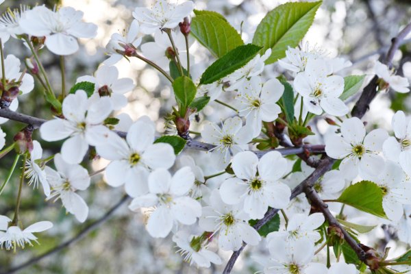 Яблоня узколистная