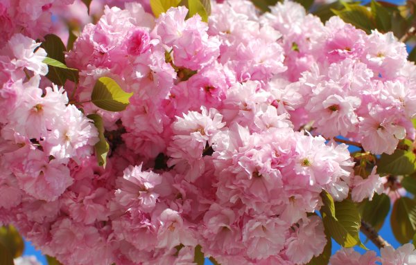 Пышная Сакура цветение