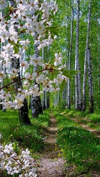Весна животные