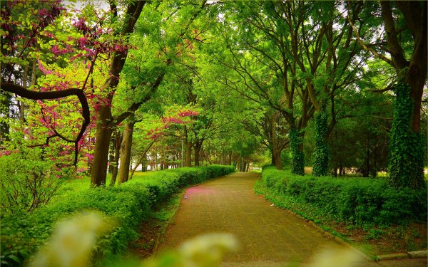 Весна солнце