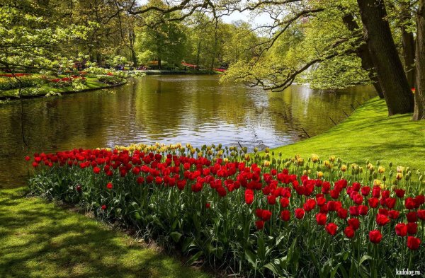 Парк Шеффилд Гарден,природа,цветы,деревья,