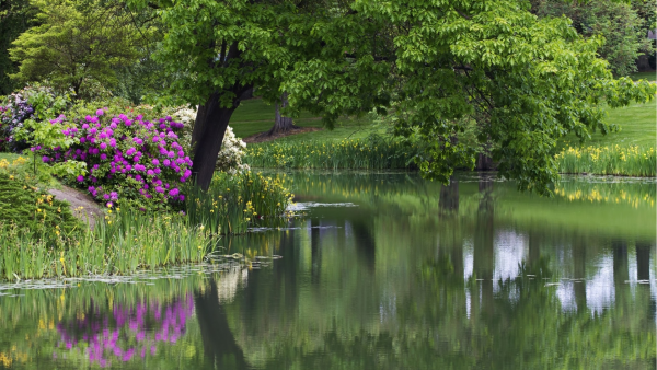Липовая аллея в цвету