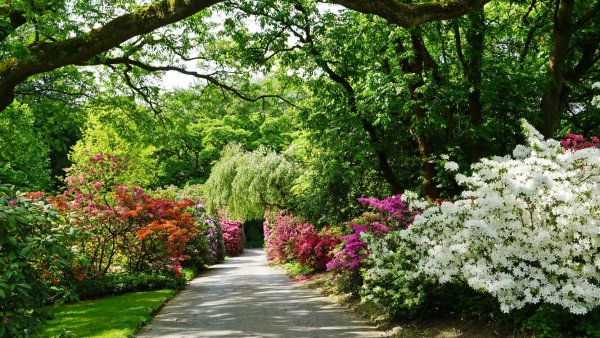 Парк тюльпанов в Голландии Кекенхоф