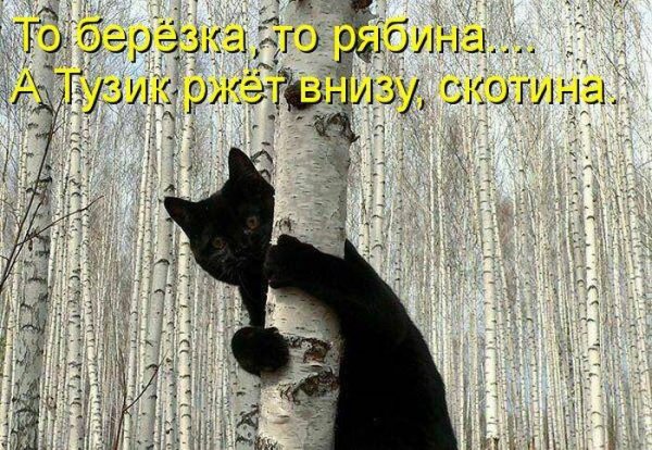 Кот на дереве юмор