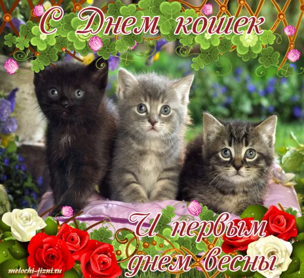 День кошек