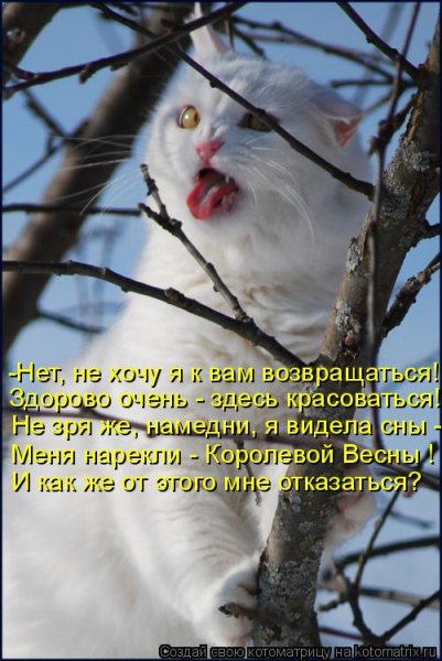 Весенние коты с надписями