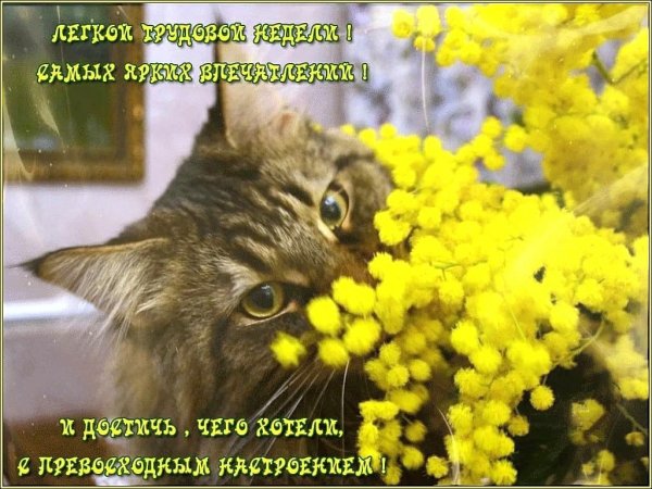 Котик с мимозой