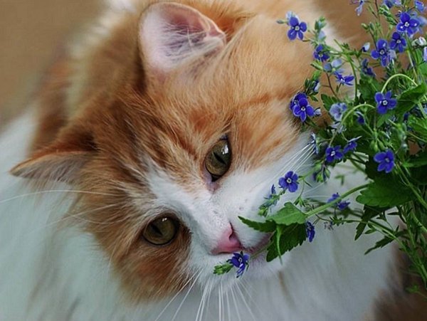 Добрый день с котиками