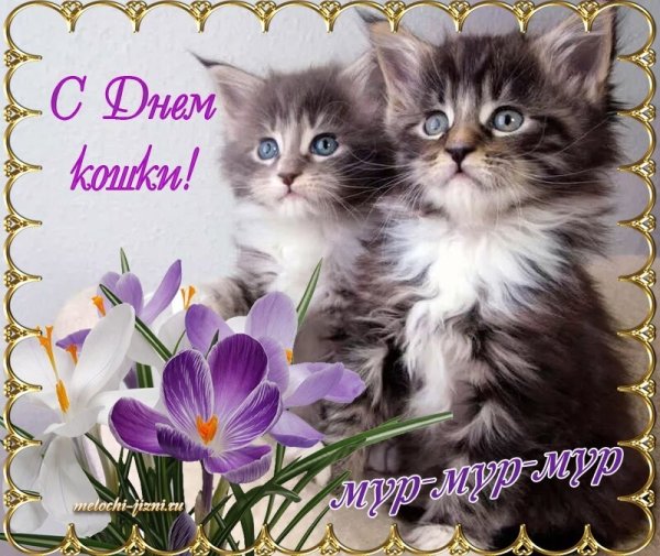 День кошек