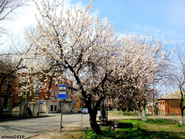 Ростов на Дону Весна