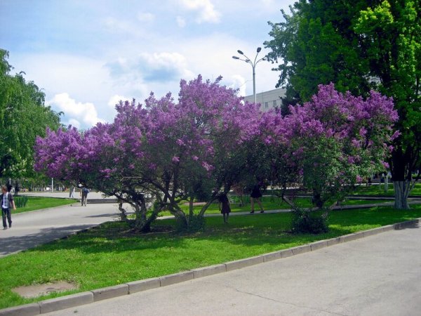 Ранняя Весна в Ростове-на-Дону