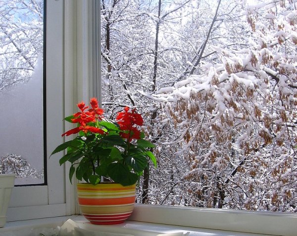 Снежное утро цветы