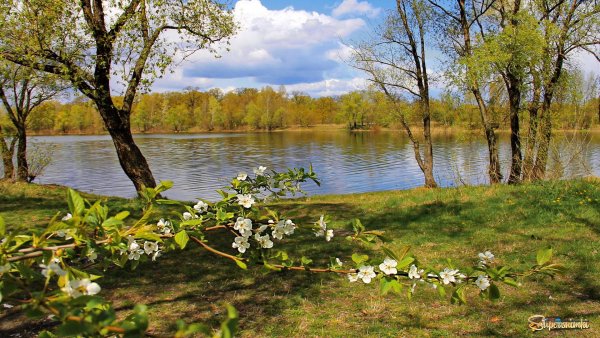 Природа река береза солнце