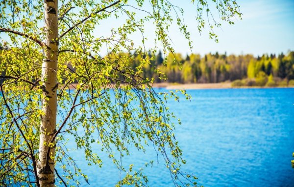 Весна капель